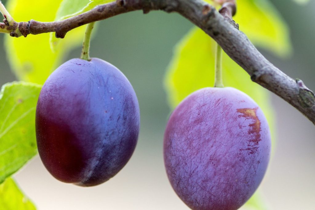 prunier-d-afrique-phytotherapie