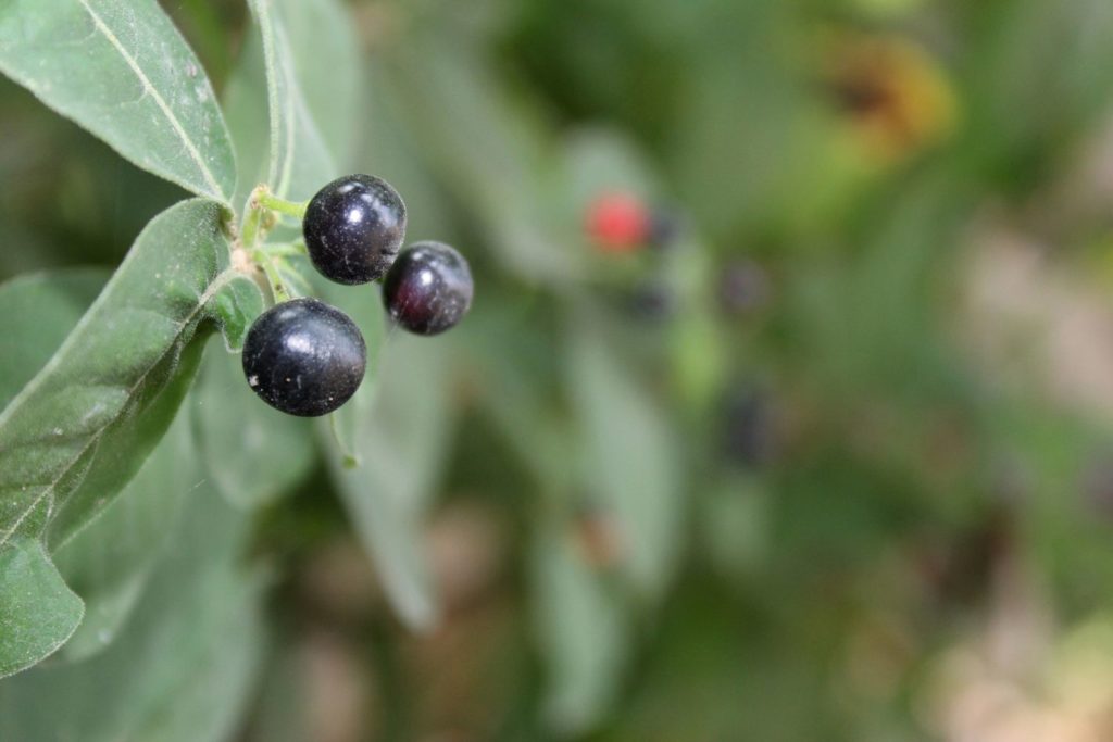 rauwolfia-phytotherapie