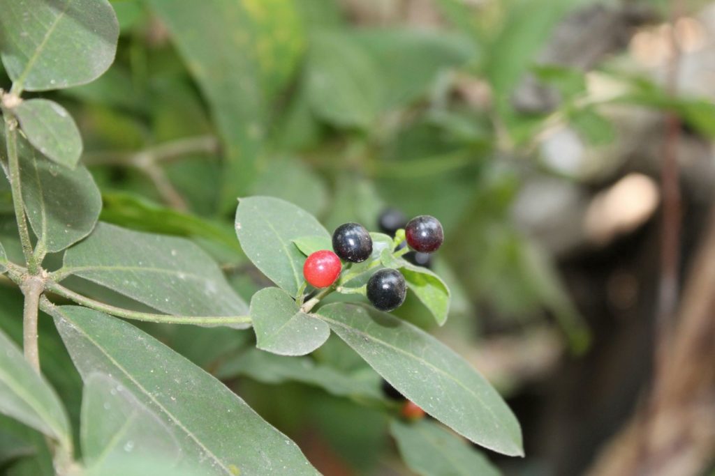 rauwolfia-utilisations