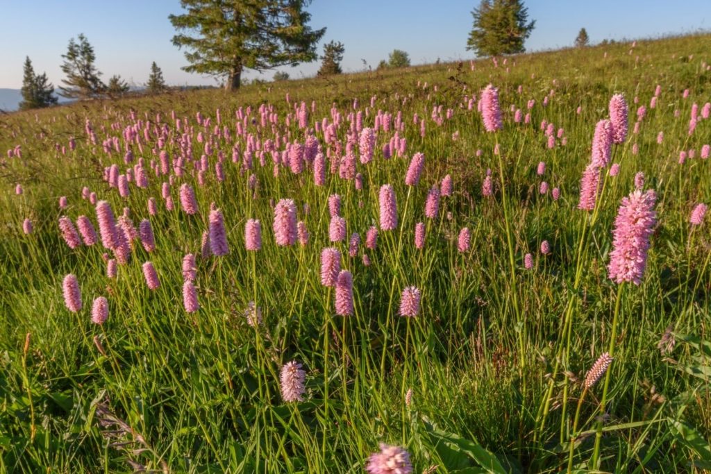 renouee-bistorte-caracteristiques