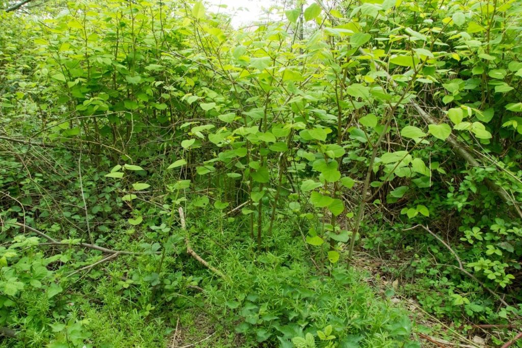 renouee-des-oiseaux-phytotherapie