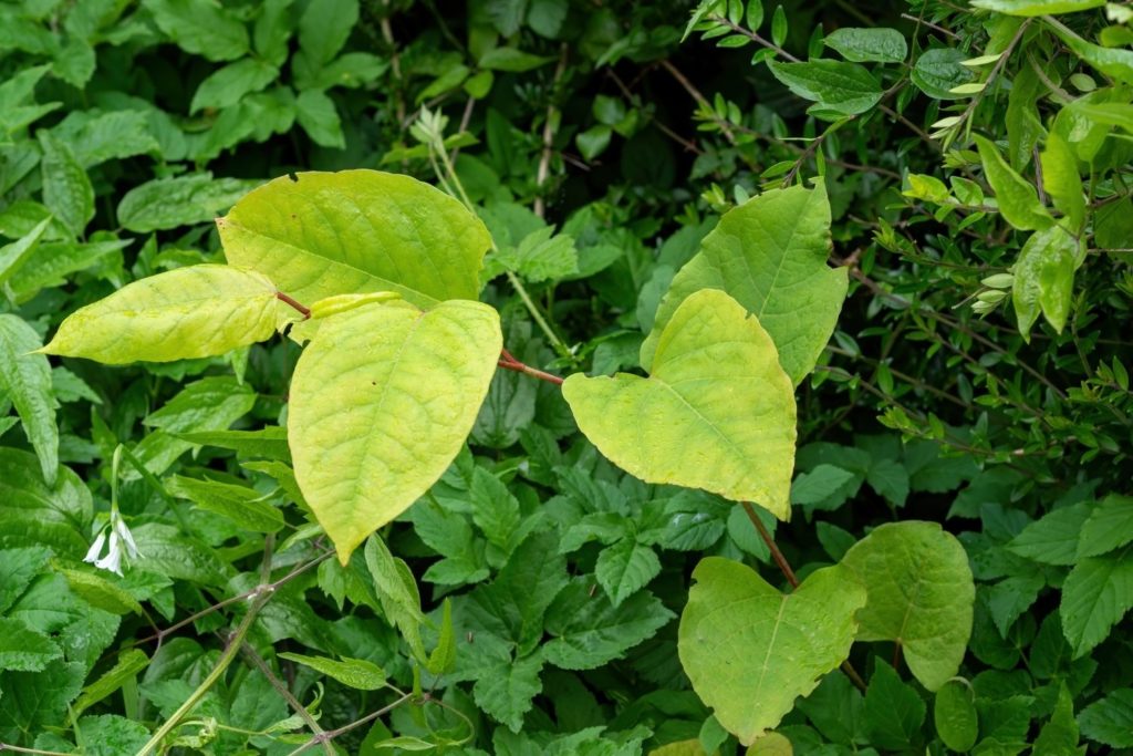 renouee-des-oiseaux-utilisations