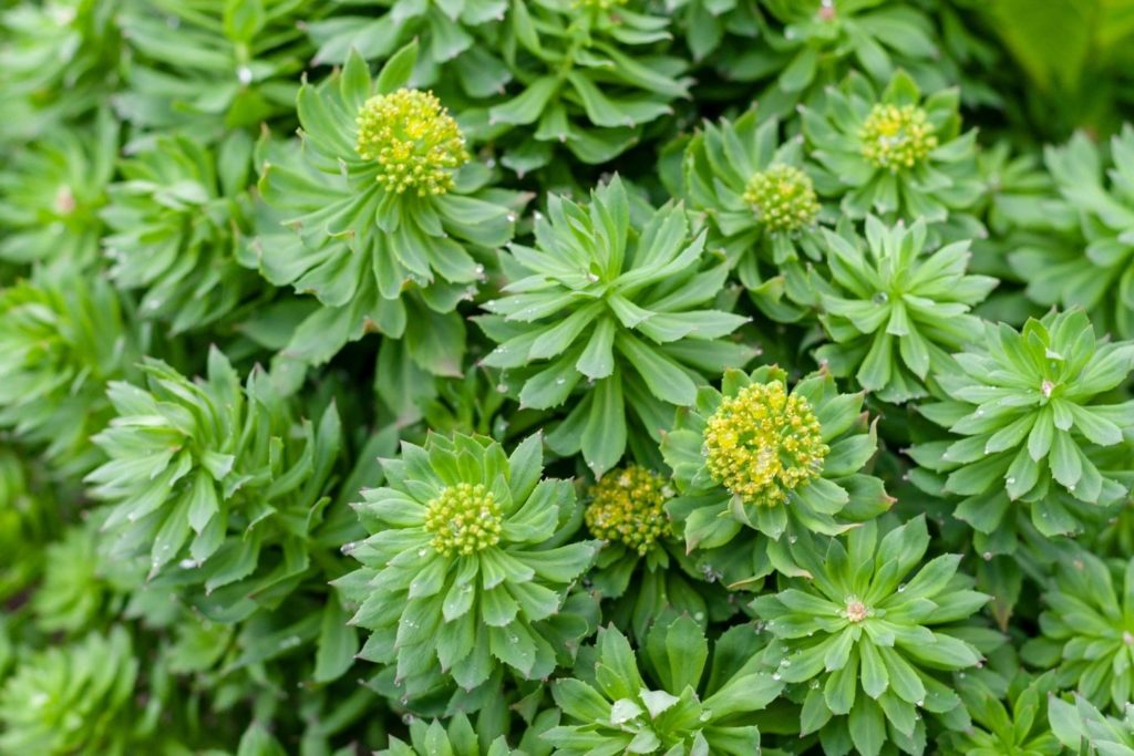 rhodiola-rosea-phytotherapie