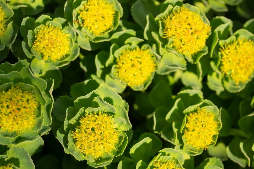 rhodiola-rosea-proprietes