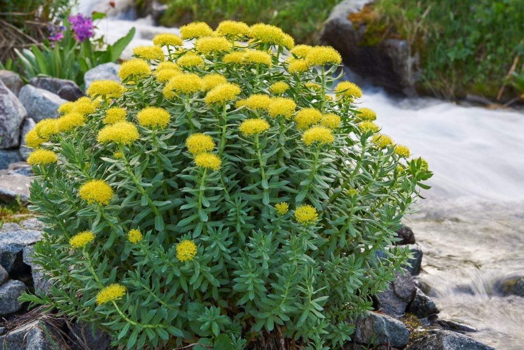 rhodiola-rosea-utilisations