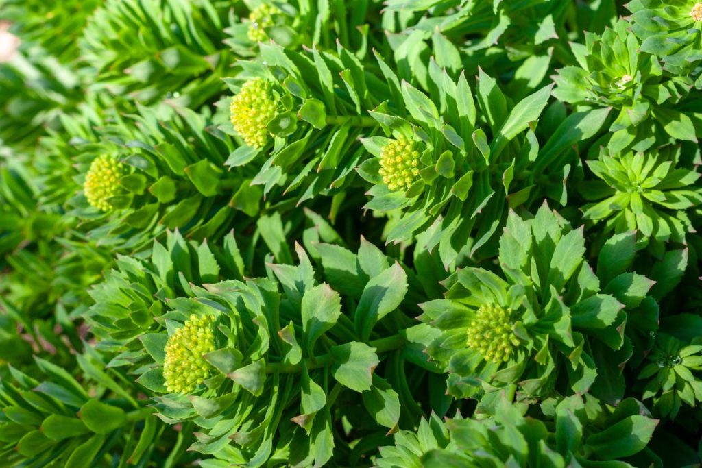 rhodiola-fitoterapia