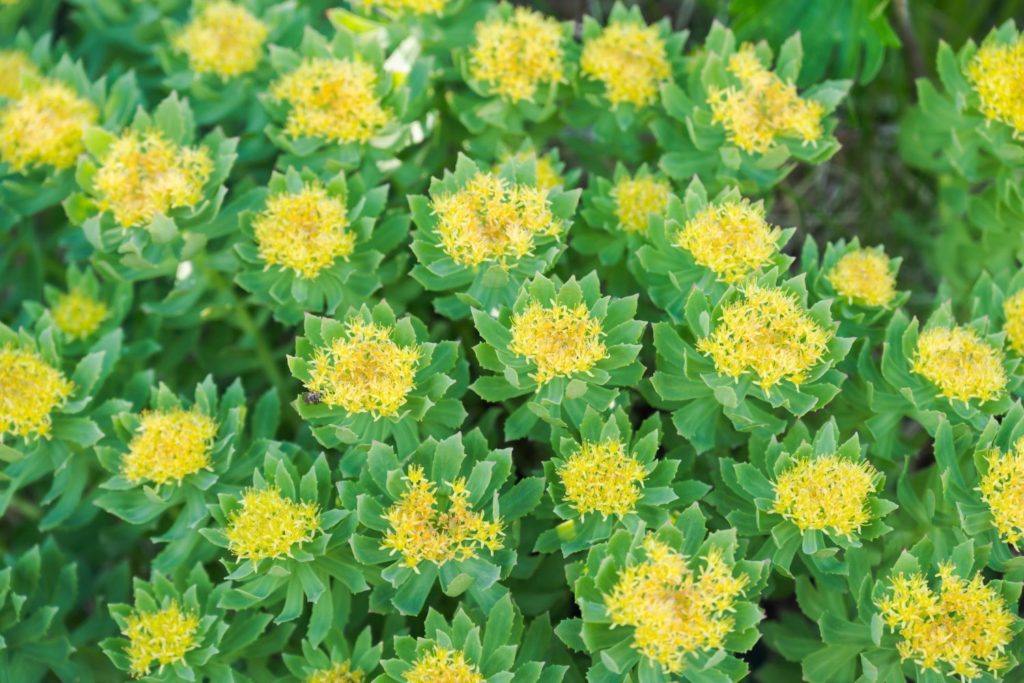 rhodiole-utilisations