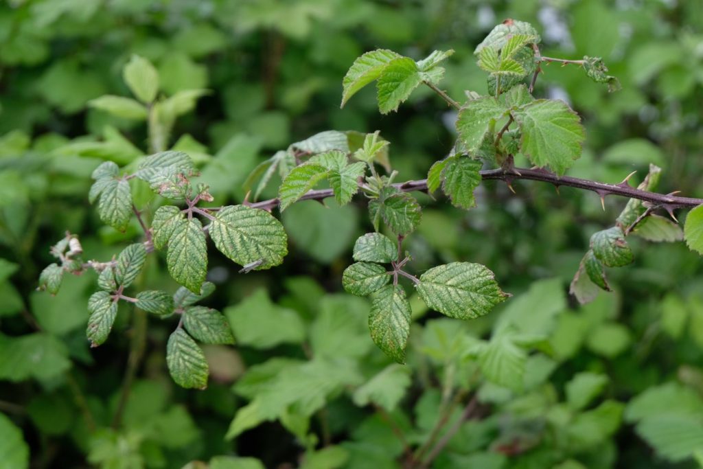 ronce-commune-phytotherapie