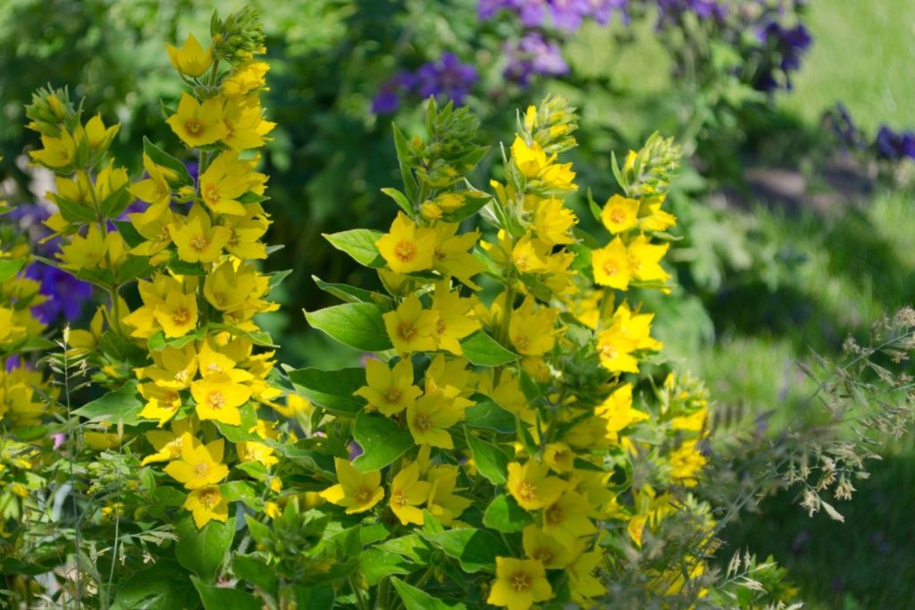 salicaria-fitoterapia