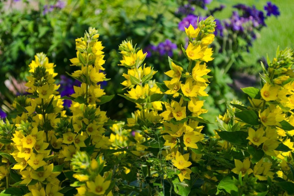 salicaire-proprietes