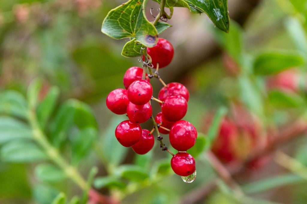 salsepareille-utilisations