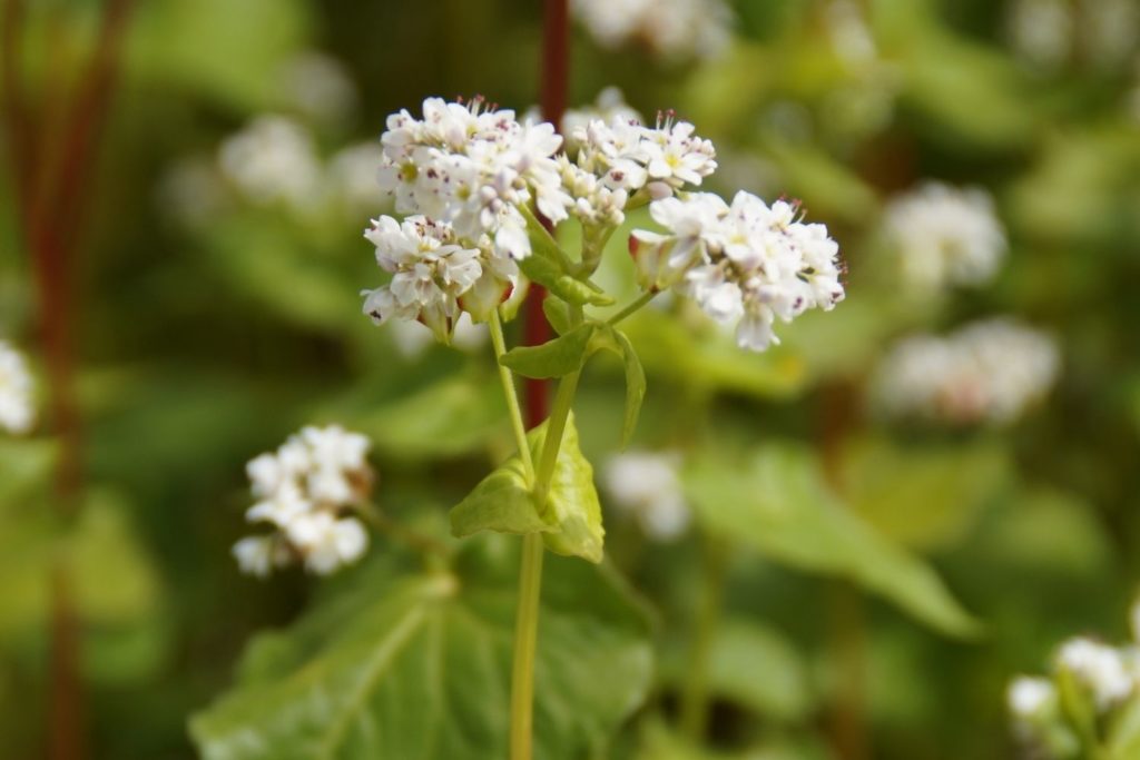 sarrasin-phytotherapie