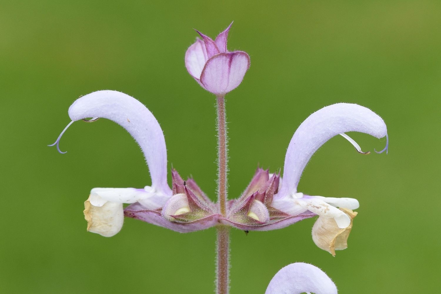 sauge-sclaree-phythotherapie