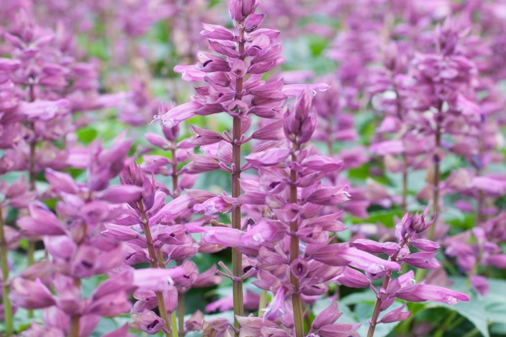 sauge-sclaree-proprietes