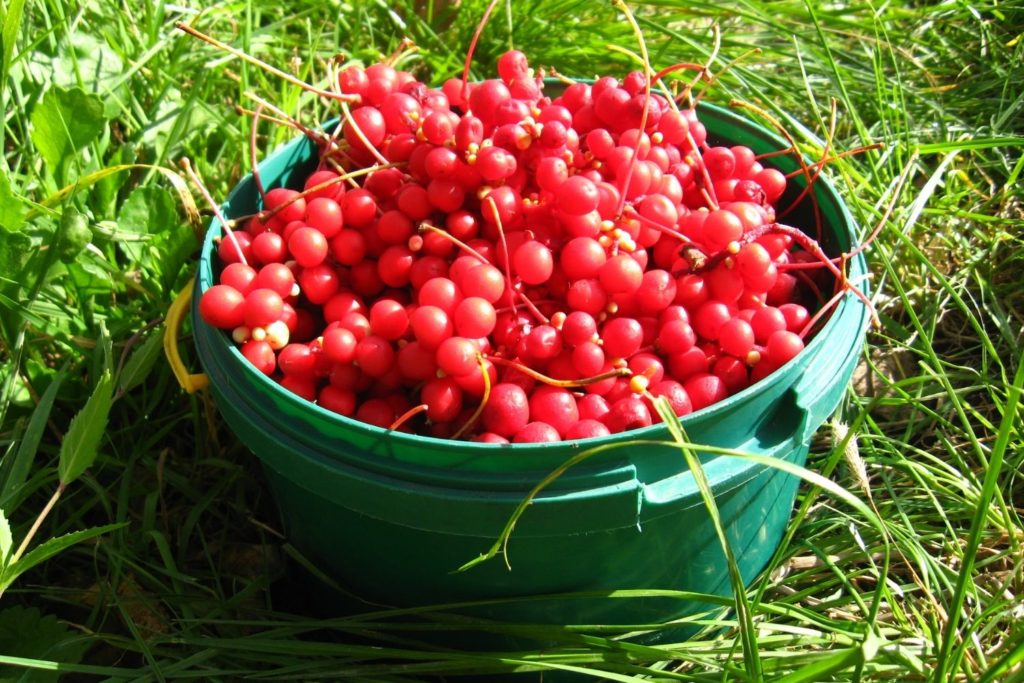 schizandra-caracteristiques