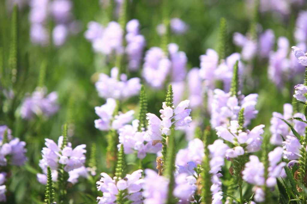 scutellaire-proprietes