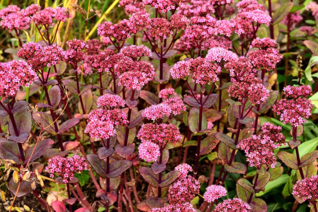 sedum-phytotherapie