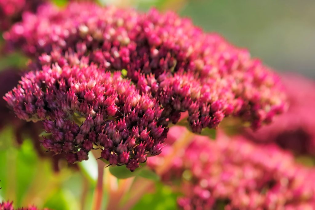 sedum-utilisations