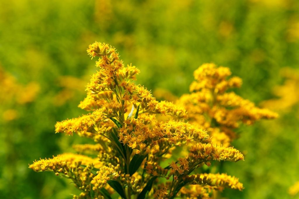 solidage-caracteristiques