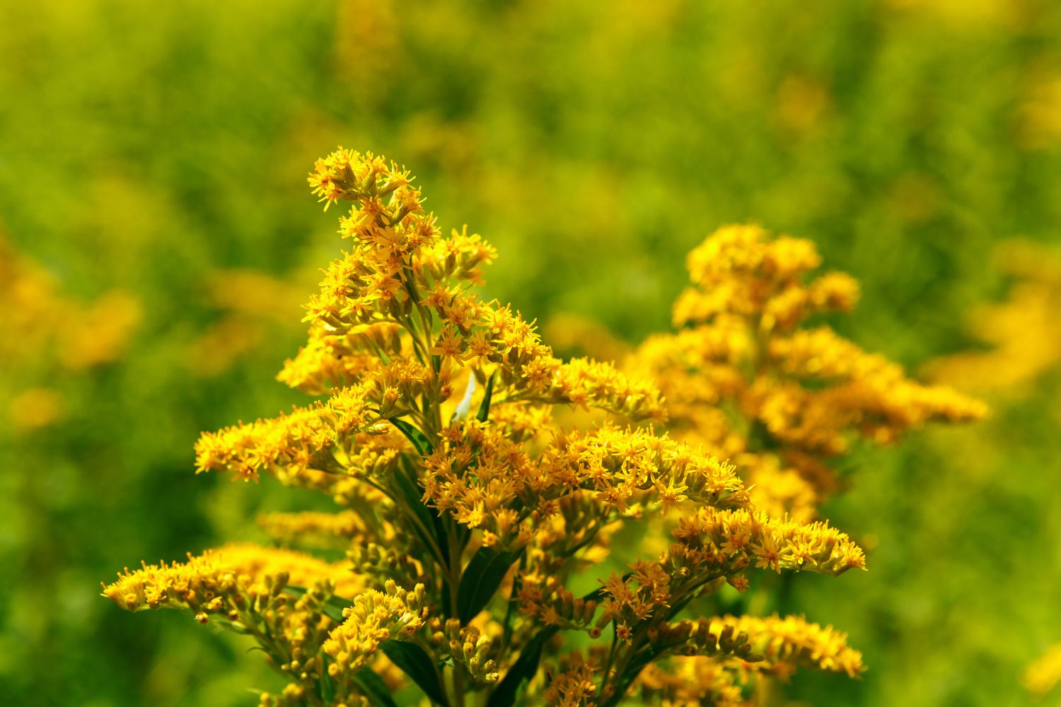 solidage-europeen-caracteristiques