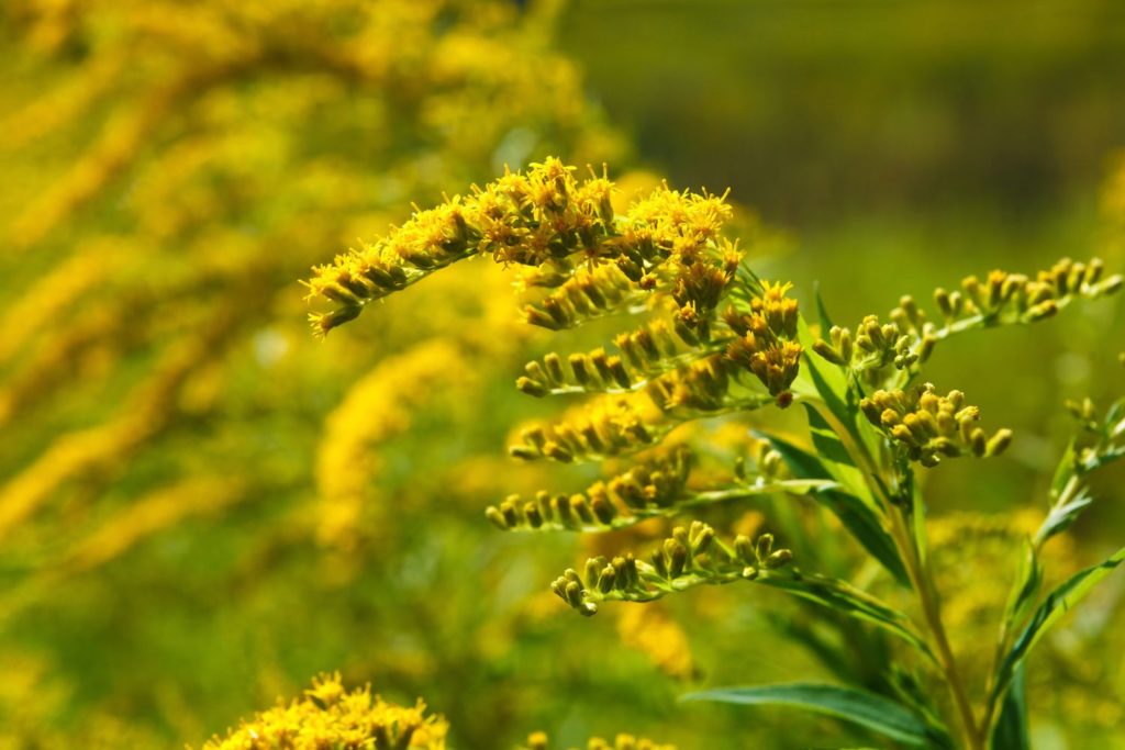 solidage-europeen-phytotherapie