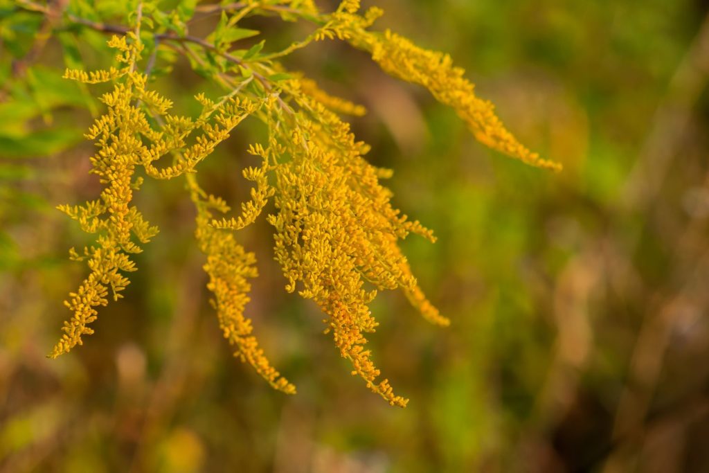 solidage-europeen-utilisations