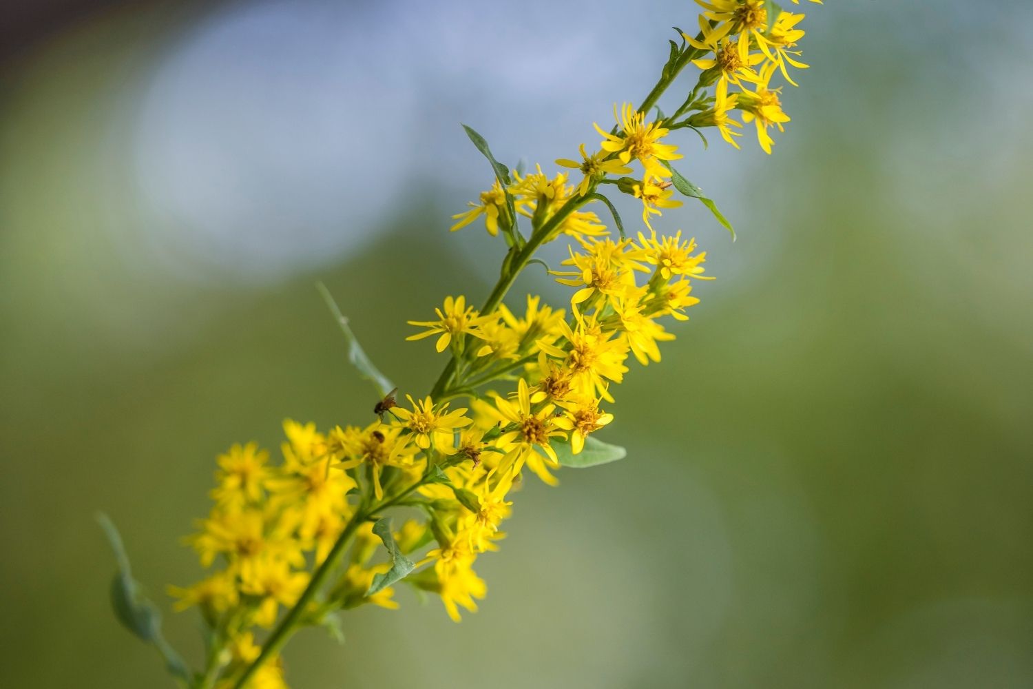 solidage-phytotherapie