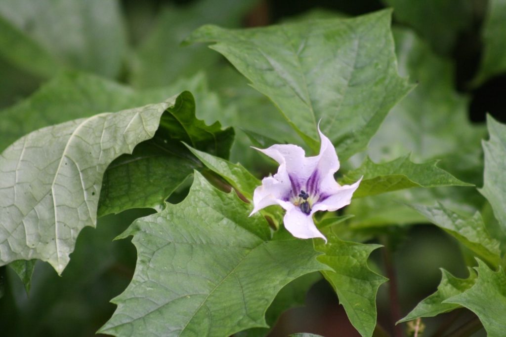 stramoine-phytotherapie