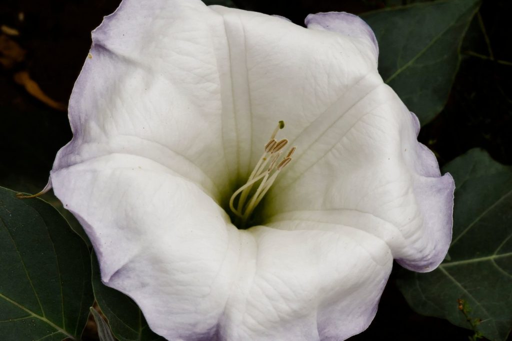 stramoine-proprietes