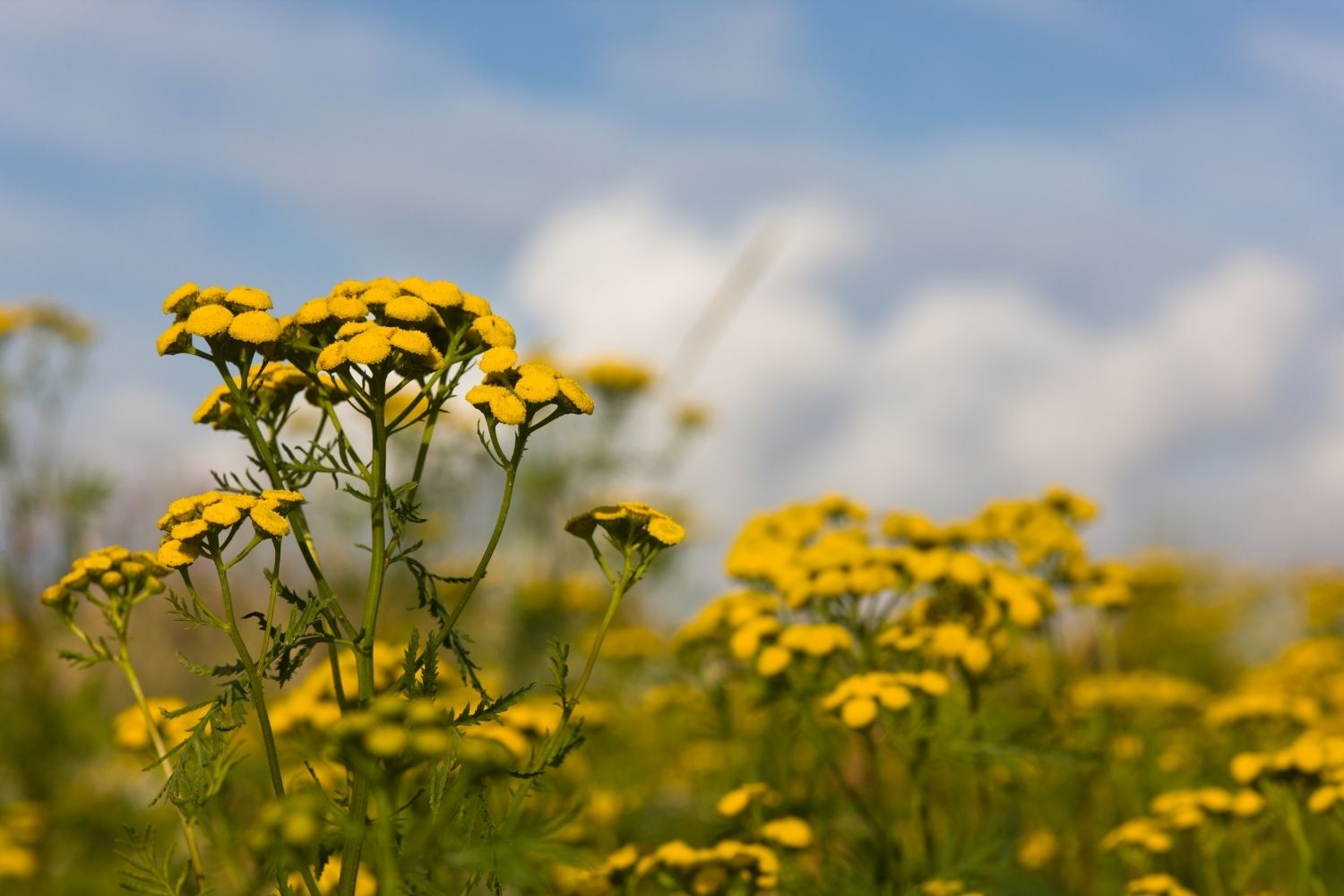 tanaisie-caracteristiques