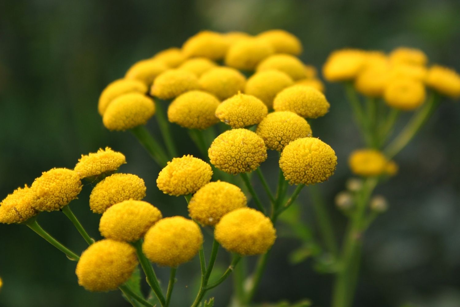 tanaisie-commune-caracteristiques