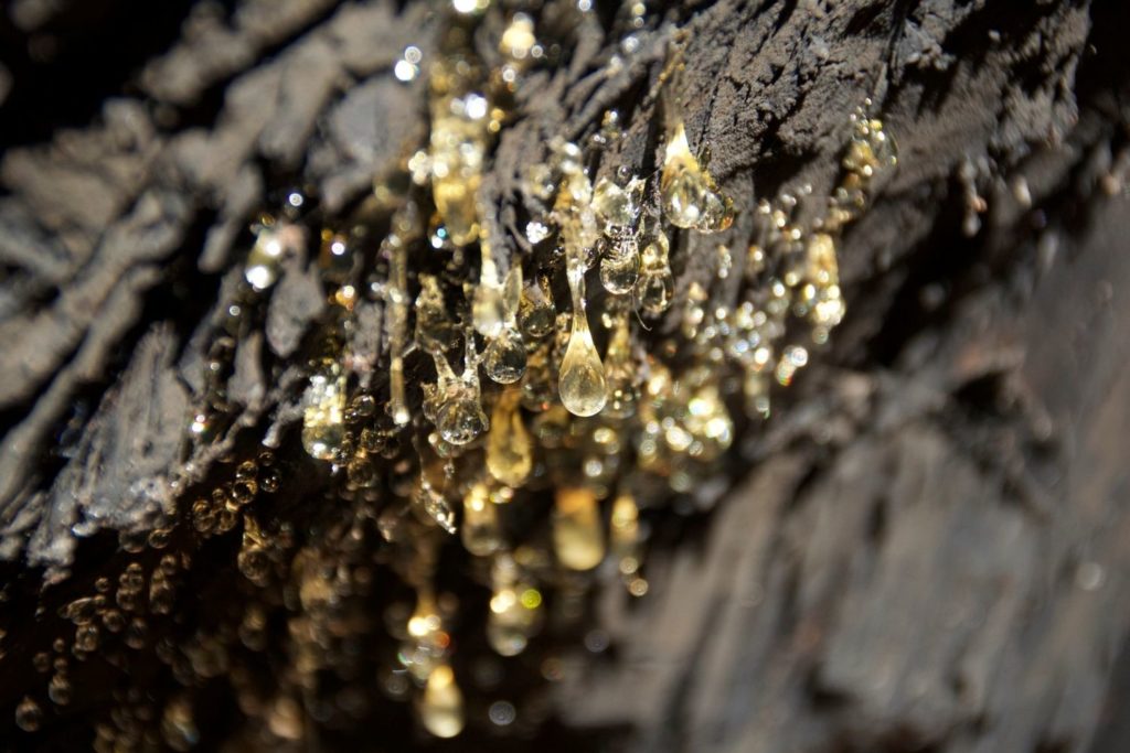 terebenthine-de-venise-phytotherapie