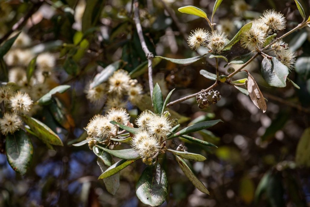 terebenthine-de-venise-utilisations