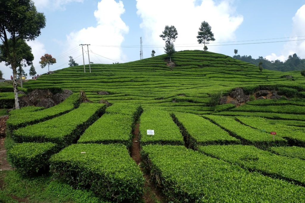 the-de-java-caracteristiques