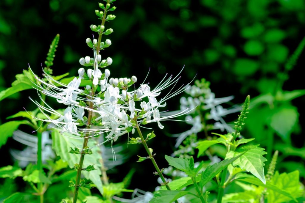 the-de-java-phytotherapie