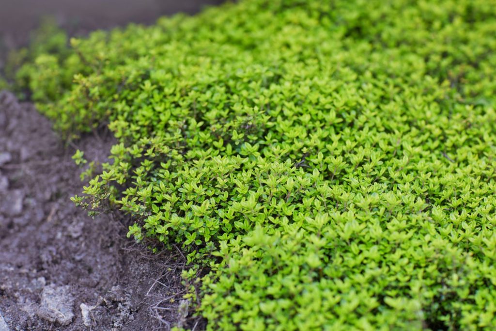 thym-vulgaire-proprietes