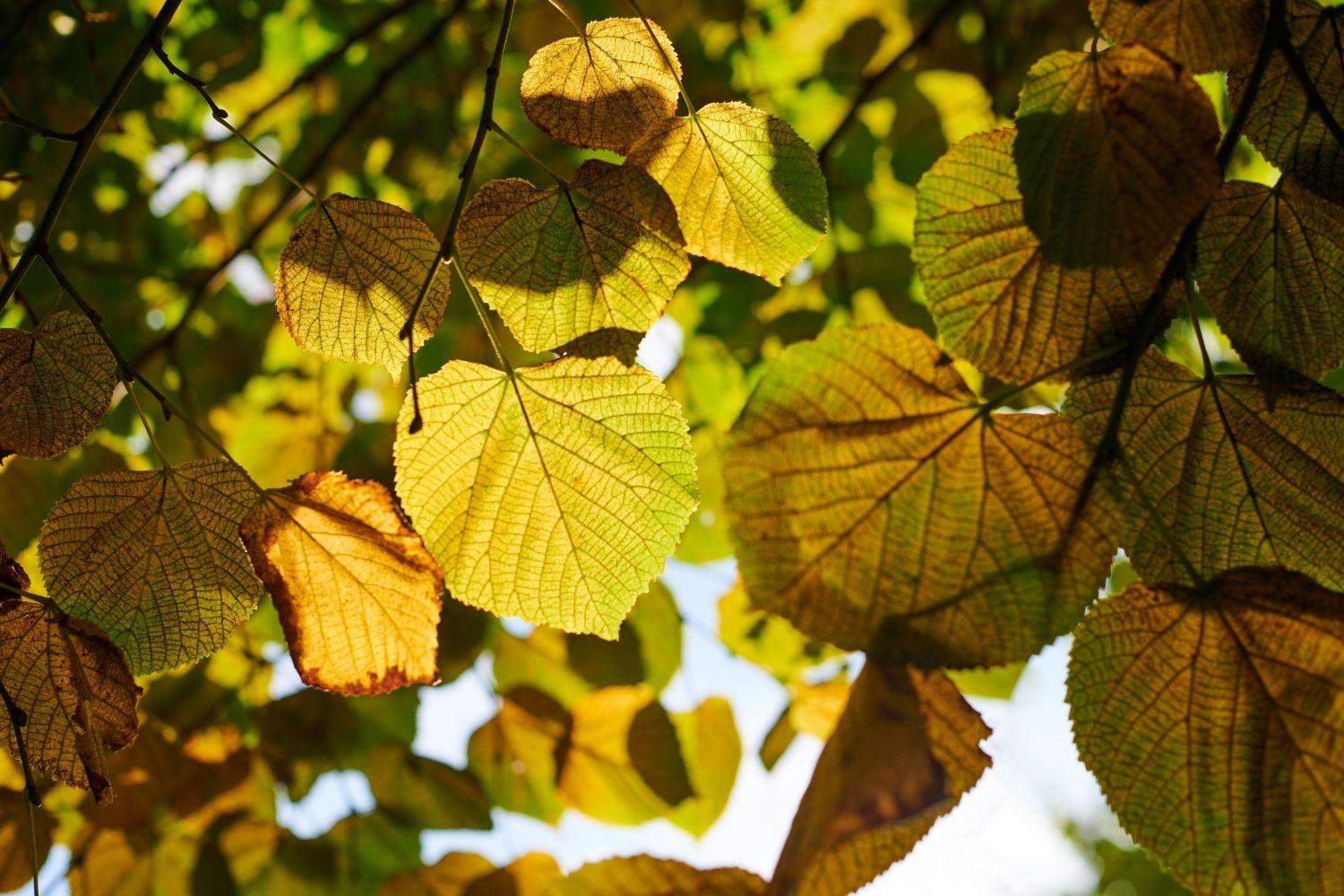 Tilleul à grandes feuilles Propriétés, Bienfaits et Applications en — free download