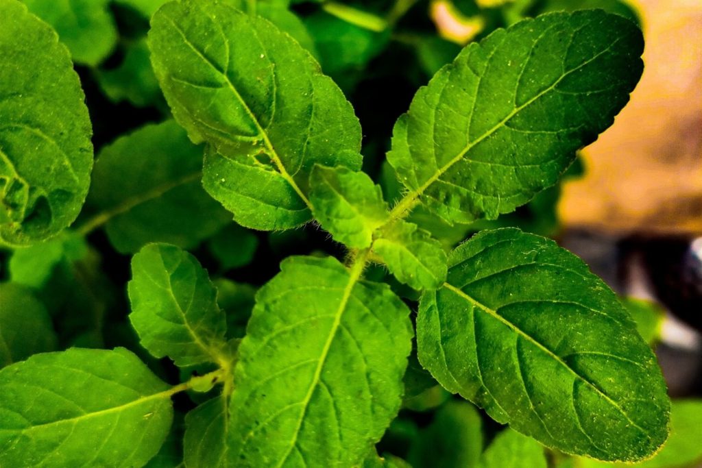 tulsi-proprietes