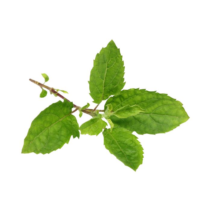 tulsi