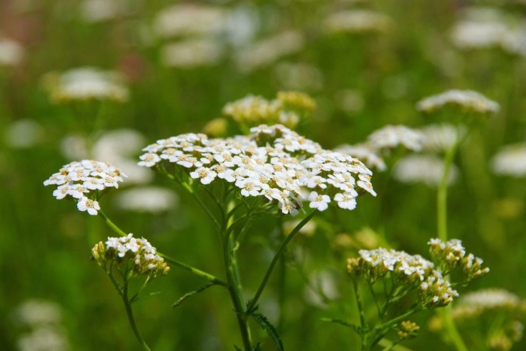 achillee-millefeuille-utilisations