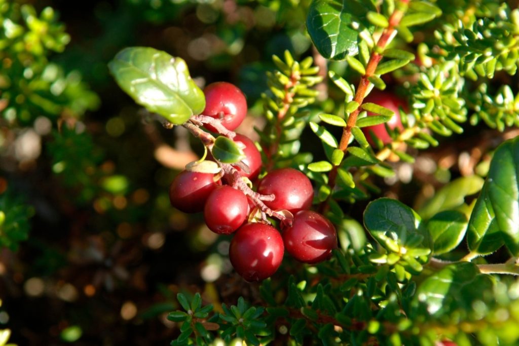 airelle-caracteristiques