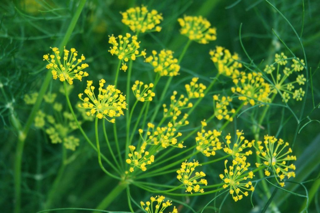 aneth-huile-essentielle