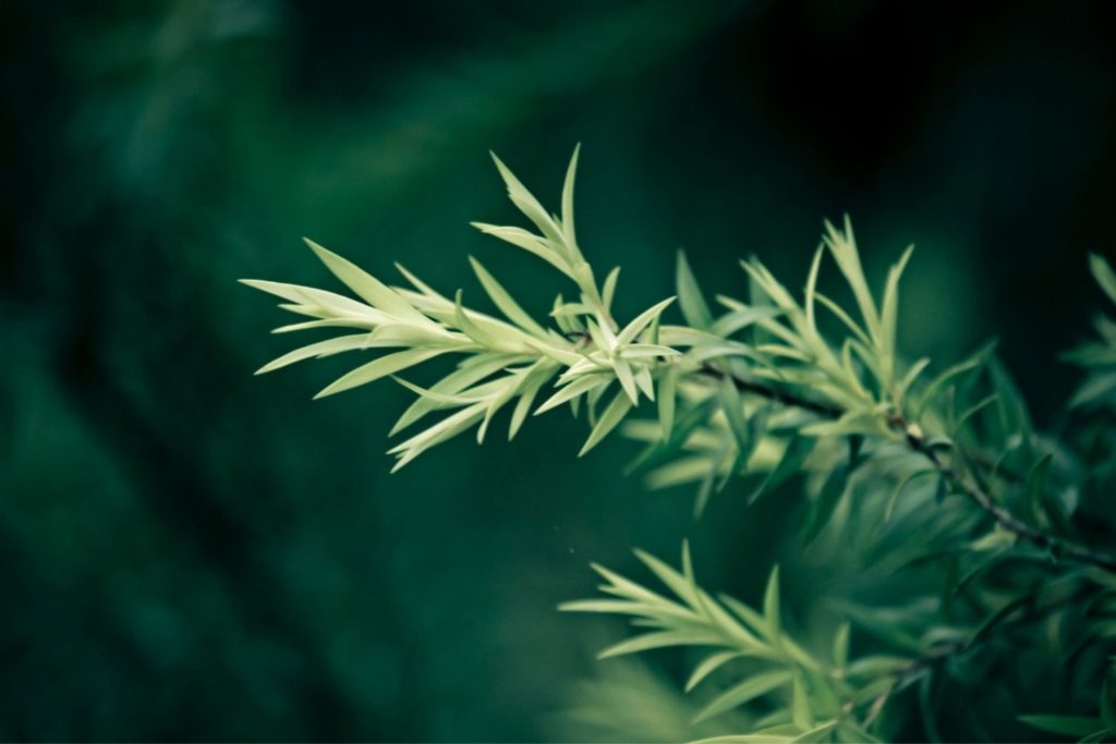 arbre-a-the-citronne-huile-essentielle