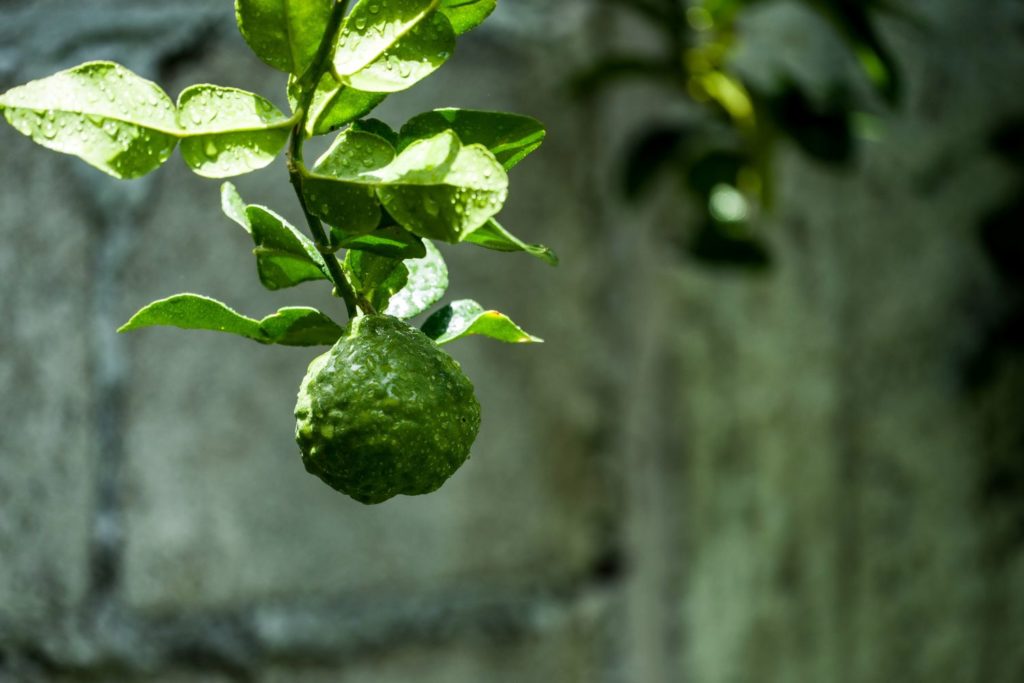 bergamote-utilisations