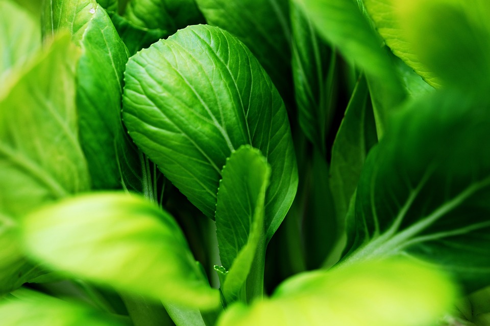 Le mode de préparation et de cuisson du bok choy