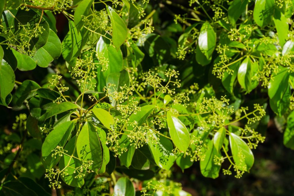 camphrier-caracteristiques