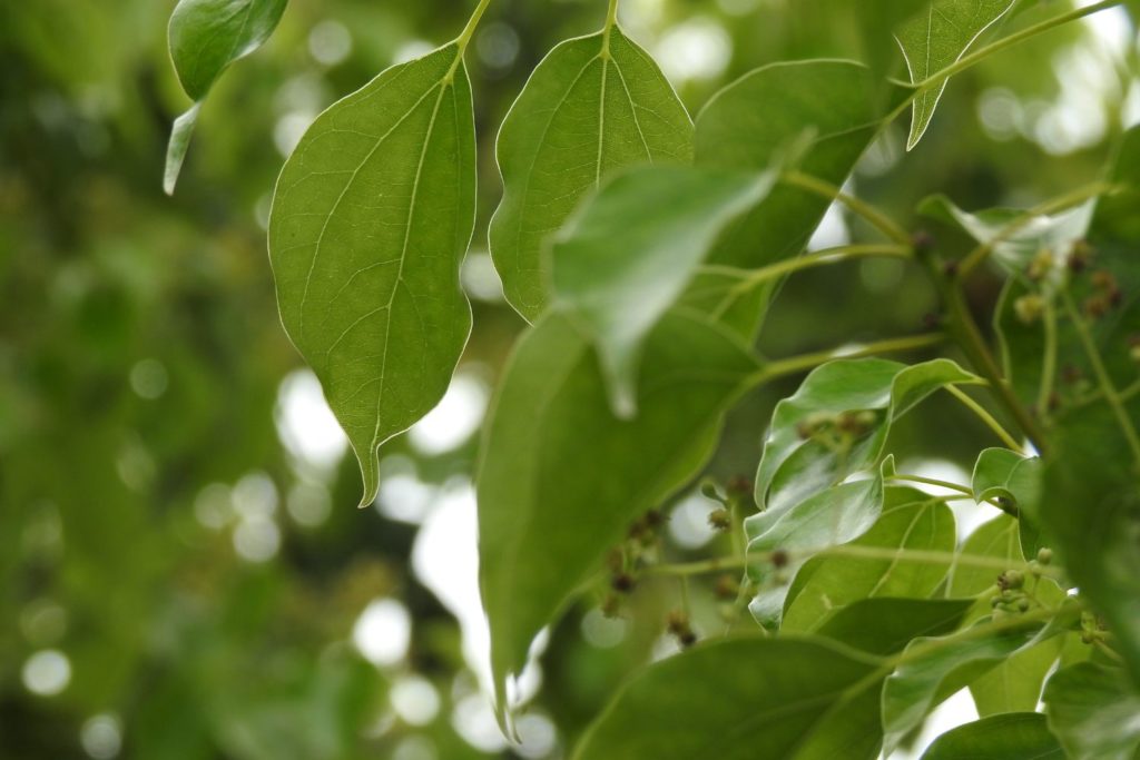 camphrier-huile-essentielle