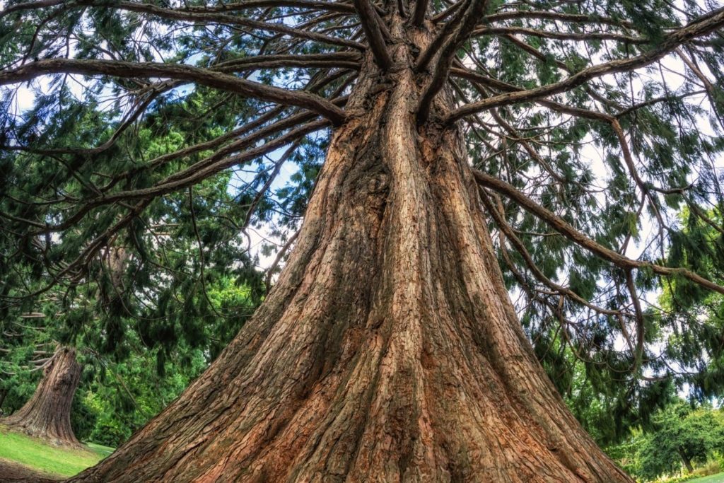 cedre-de-l-atlas-caracteristiques