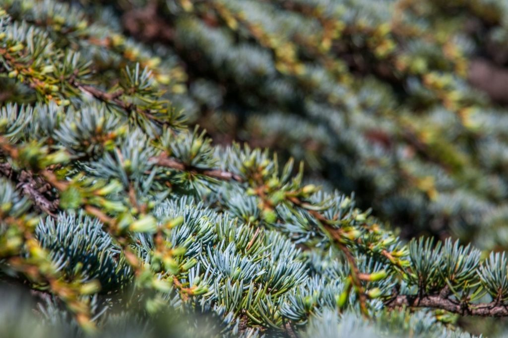 cedre-de-l-atlas-huile-essentielle