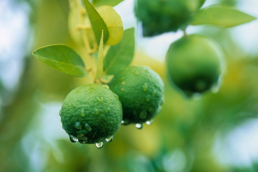 citron-vert-utilisations
